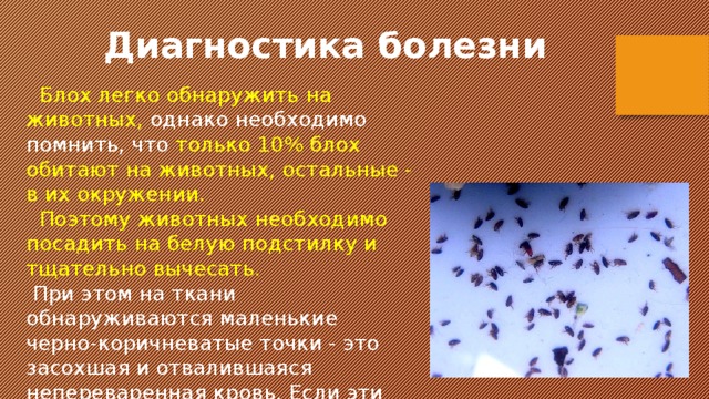 Диагностика болезни  Блох легко обнаружить на животных, однако необходимо помнить, что только 10% блох обитают на животных, остальные - в их окружении.  Поэтому животных необходимо посадить на белую подстилку и тщательно вычесать.  При этом на ткани обнаруживаются маленькие черно-коричневатые точки - это засохшая и отвалившаяся непереваренная кровь. Если эти кусочки бросить в воду, вода станет красной. 