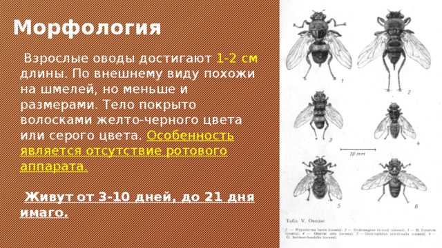  Морфология  Взрослые оводы достигают 1-2 см длины. По внешнему виду похожи на шмелей, но меньше и размерами. Тело покрыто волосками желто-черного цвета или серого цвета. Особенность является отсутствие ротового аппарата.   Живут от 3-10 дней, до 21 дня имаго.  