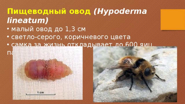 Пищеводный овод (Hypoderma lineatum)  малый овод до 1,3 см  светло-серого, коричневого цвета  самка за жизнь откладывает до 600 яиц, пакетами на                      волос 