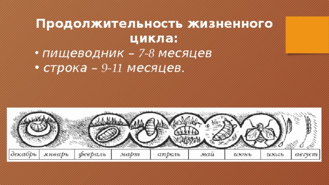 Продолжительность жизненного цикла:  пищеводник – 7-8 месяцев  строка – 9-11 месяцев. 