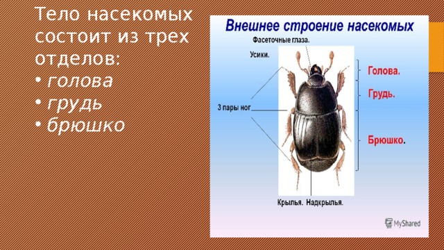 Тело насекомых состоит из трех отделов:  голова  грудь  брюшко 