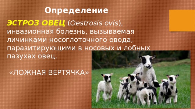 Определение ЭСТРОЗ ОВЕЦ   ( Oestrosis ovis ), инвазионная болезнь, вызываемая личинками носоглоточного овода, паразитирующими в носовых и лобных пазухах овец.  «ЛОЖНАЯ ВЕРТЯЧКА» 