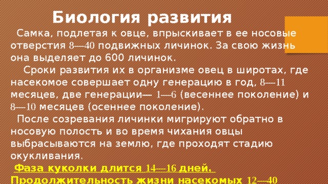 Биология развития  Самка, подлетая к овце, впрыскивает в ее носовые отверстия 8—40 подвижных личинок. За свою жизнь она выделяет до 600 личинок.  Сроки развития их в организме овец в широтах, где насекомое совершает одну генерацию в год, 8—11 месяцев, две генерации— 1—6 (весеннее поколение) и 8—10 месяцев (осеннее поколение).  После созревания личинки мигрируют обратно в носовую полость и во время чихания овцы выбрасываются на землю, где проходят стадию окукливания.  Фаза куколки длится 14—16 дней. Продолжительность жизни насекомых 12—40 дней. 