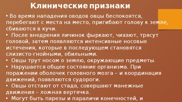 Клинические  признаки   Во время нападения оводов овцы беспокоятся, перебегают с места на место, пригибают голову к земле, сбиваются в кучи.  После внедрения личинок фыркают, чихают, трясут головой, затем появляются интенсивные носовые истечения, которые в последующем становятся слизисто-гнойными, обильными.  Овцы трут носом о землю, окружающие предметы.  Нарушается общее состояние организма. При поражении оболочек головного мозга – и координация движений, появляются судороги.  Овцы отстают от стада, совершают манежные движения – ложная вертячка.  Могут быть парезы и параличи конечностей, и летальный исход в течение 3-5 дней 