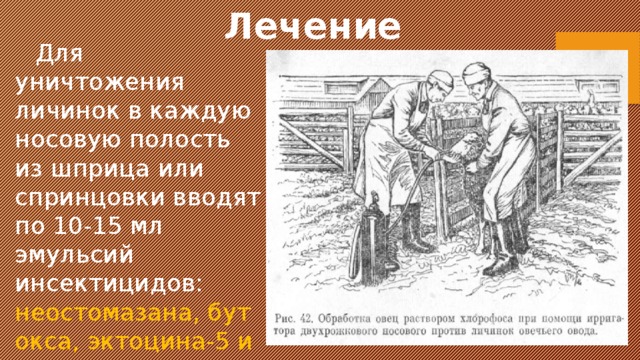 Лечение  Для уничтожения личинок в каждую носовую полость из шприца или спринцовки вводят по 10-15 мл эмульсий инсектицидов: неостомазана, бутокса, эктоцина-5 и др. 