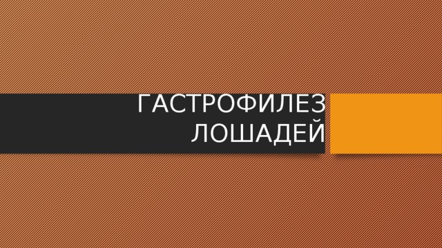 ГАСТРОФИЛЕЗ ЛОШАДЕЙ 