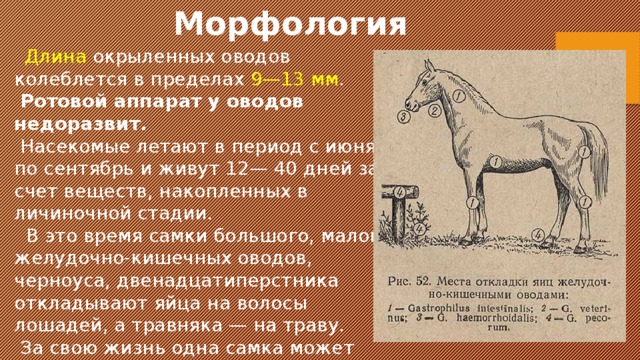 Морфология  Длина окрыленных оводов колеблется в пределах 9—13 мм .  Ротовой аппарат у оводов недоразвит.  Насекомые летают в период с июня по сентябрь и живут 12— 40 дней за счет веществ, накопленных в личиночной стадии.  В это время самки большого, малого желудочно-кишечных оводов, черноуса, двенадцатиперстника откладывают яйца на волосы лошадей, а травняка — на траву.  За свою жизнь одна самка может выделить 100—1000 яиц. 