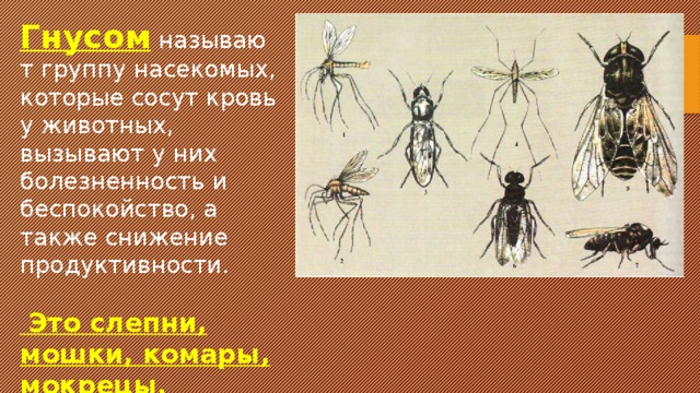 Гнусом  называют группу насекомых, которые сосут кровь у животных, вызывают у них болезненность и беспокойство, а также снижение продуктивности.  Это слепни, мошки, комары, мокрецы, москиты 