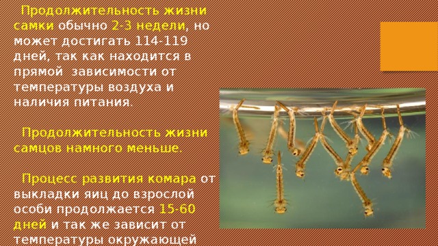  Продолжительность жизни самки обычно 2-3 недели , но может достигать 114-119 дней, так как находится в прямой  зависимости от температуры воздуха и наличия питания.  Продолжительность жизни самцов намного меньше.  Процесс развития комара от выкладки яиц до взрослой особи продолжается 15-60 дней и так же зависит от температуры окружающей среды. 