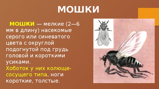 МОШКИ  МОШКИ   — мелкие (2—6 мм в длину) насекомые серого или синеватого цвета с округлой подогнутой под грудь головой и короткими усиками. Хоботок у них колюще-сосущего типа , ноги короткие, толстые. 