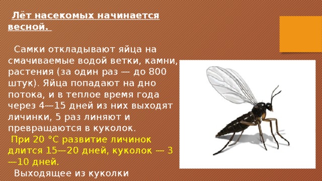  Лёт насекомых начинается весной.  Самки откладывают яйца на смачиваемые водой ветки, камни, растения (за один раз — до 800 штук). Яйца попадают на дно потока, и в теплое время года через 4—15 дней из них выходят личинки, 5 раз линяют и превращаются в куколок.  При 20 °С развитие личинок длится 15—20 дней, куколок — 3—10 дней.  Выходящее из куколки насекомое всплывает на поверхность водоема и сразу взлетает. 