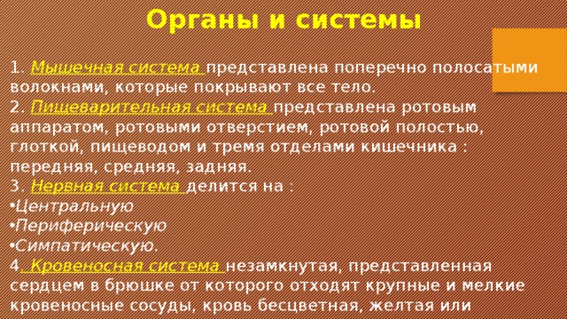 Органы и системы  1. Мышечная система представлена поперечно полосатыми волокнами, которые покрывают все тело. 2. Пищеварительная система представлена ротовым аппаратом, ротовыми отверстием, ротовой полостью, глоткой, пищеводом и тремя отделами кишечника : передняя, средняя, задняя. 3. Нервная система делится на : Центральную Периферическую Симпатическую. 4 . Кровеносная система незамкнутая, представленная сердцем в брюшке от которого отходят крупные и мелкие кровеносные сосуды, кровь бесцветная, желтая или зеленоватая. 