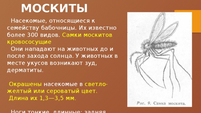 МОСКИТЫ  Насекомые, относящиеся к семейству бабочницы. Их известно более 300 видов. Самки москитов кровососущиe  Они нападают на животных до и после захода солнца. У животных в месте укусов возникают зуд, дерматиты.  Окрашены насекомые в светло-желтый или сероватый цвет.  Длина их 1,3—3,5 мм.  Ноги тонкие, длинные; задняя пара длиннее передней. 