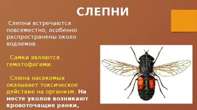 СЛЕПНИ  Слепни встречаются повсеместно, особенно распространены около водоемов.  Самки являются гематофагами.  Слюна насекомых оказывает токсическое действие на организм.  На месте уколов возникают кровоточащие ранки, припухлости, дерматиты. 