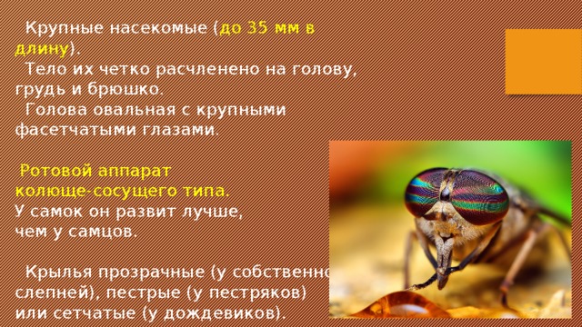  Крупные насекомые ( до 35 мм в длину ).  Тело их четко расчленено на голову, грудь и брюшко.  Голова овальная с крупными фасетчатыми глазами.  Ротовой аппарат колюще-сосущего типа. У самок он развит лучше, чем у самцов.  Крылья прозрачные (у собственно слепней), пестрые (у пестряков) или сетчатые (у дождевиков). 