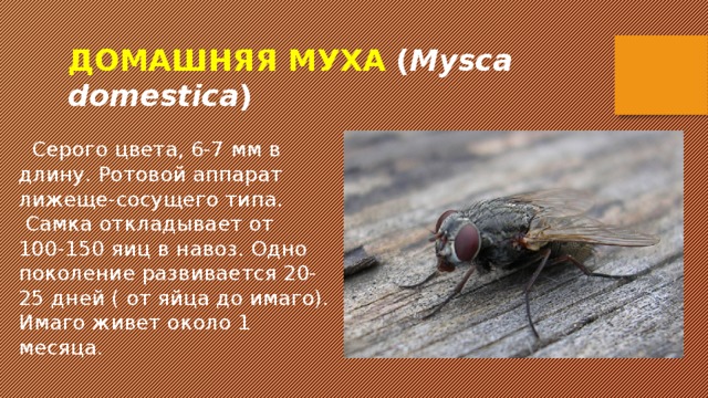 ДОМАШНЯЯ МУХА ( Mysca domestica )  Серого цвета, 6-7 мм в длину. Ротовой аппарат лижеще-сосущего типа.  Самка откладывает от 100-150 яиц в навоз. Одно поколение развивается 20-25 дней ( от яйца до имаго). Имаго живет около 1 месяца. 