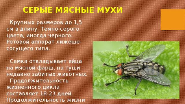 СЕРЫЕ МЯСНЫЕ МУХИ  Крупных размеров до 1,5 см в длину. Темно-серого цвета, иногда черного. Ротовой аппарат лижеще-сосущего типа.  Самка откладывает яйца на мясной фарш, на туши недавно забитых животных.  Продолжительность жизненного цикла составляет 18-23 дней. Продолжительность жизни имаго 3-4 недели. 