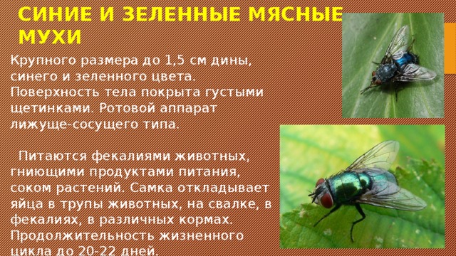 СИНИЕ И ЗЕЛЕННЫЕ МЯСНЫЕ МУХИ Крупного размера до 1,5 см дины, синего и зеленного цвета. Поверхность тела покрыта густыми щетинками. Ротовой аппарат лижуще-сосущего типа.  Питаются фекалиями животных, гниющими продуктами питания, соком растений. Самка откладывает яйца в трупы животных, на свалке, в фекалиях, в различных кормах. Продолжительность жизненного цикла до 20-22 дней. Продолжительность жизни имаго 1 месяц. 