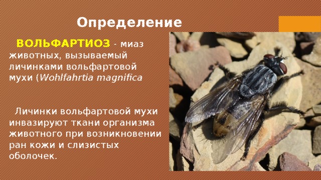 Определение  ВОЛЬФАРТИОЗ   - миаз животных, вызываемый личинками вольфартовой мухи ( Wohlfahrtia magnifica    Личинки вольфартовой мухи инвазируют ткани организма животного при возникновении ран кожи и слизистых оболочек. 