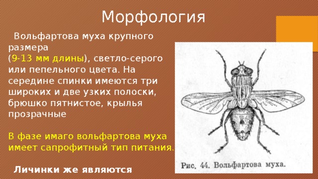 Морфология  Вольфартова муха крупного размера  ( 9-13 мм длины ), светло-серого или пепельного цвета. На середине спинки имеются три широких и две узких полоски, брюшко пятнистое, крылья прозрачные  В фазе имаго вольфартова муха имеет сапрофитный тип питания.  Личинки же являются паразитами животных, развиваясь за счет питания их тканями. 