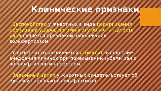  Клинические признаки  Беспокойство у животных в виде подергивания препуция и ударов ногами в эту область где есть рана является признаком заболевания вольфартиозом.  У ягнят часто развивается стоматит вследствие внедрения личинок при почесывании зубами ран с вольфартиозным процессом.  Зловонный запах у животных свидетельствует об одном из признаков вольфартиоза.   