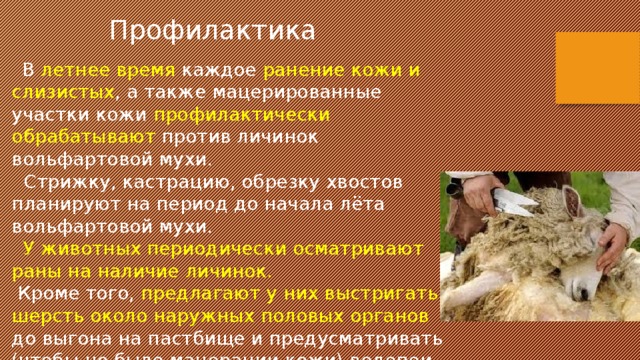 Профилактика  В летнее время каждое ранение кожи и слизистых , а также мацерированные участки кожи профилактически обрабатывают против личинок вольфартовой мухи.  Стрижку, кастрацию, обрезку хвостов планируют на период до начала лёта вольфартовой мухи.  У животных периодически осматривают раны на наличие личинок.  Кроме того, предлагают у них выстригать шерсть около наружных половых органов до выгона на пастбище и предусматривать (чтобы не было мацерации кожи) водопои овец с сухими местами подхода. 