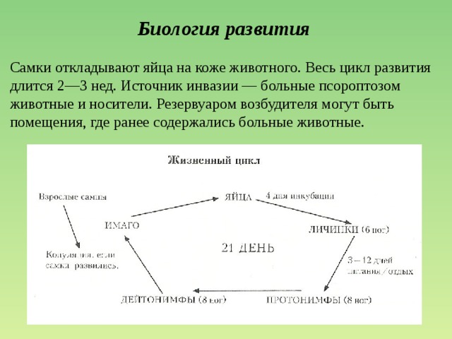 Биология развития Самки откладывают яйца на коже животного. Весь цикл развития длится 2—3 нед. Источник инвазии — больные псороптозом животные и носители. Резервуаром возбудителя могут быть помещения, где ранее содержались больные животные. 