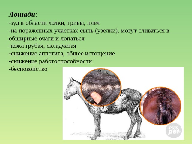 Лошади: -зуд в области холки, гривы, плеч -на пораженных участках сыпь (узелки), могут сливаться в обширные очаги и лопаться -кожа грубая, складчатая -снижение аппетита, общее истощение -снижение работоспособности -беспокойство 