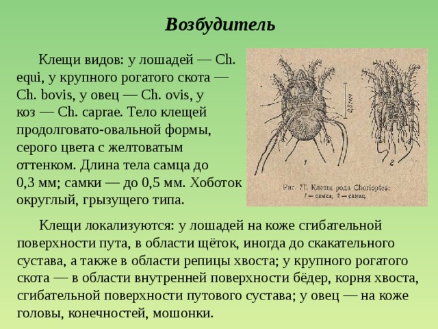 Возбудитель  Клещи видов: у лошадей — Ch. equi, у крупного рогатого скота — Ch. bovis, у овец — Ch. ovis, у коз — Ch. caprae. Тело клещей продолговато-овальной формы, серого цвета с желтоватым оттенком. Длина тела самца до 0,3 мм; самки — до 0,5 мм. Хоботок округлый, грызущего типа.    Клещи локализуются: у лошадей на коже сгибательной поверхности пута, в области щёток, иногда до скакательного сустава, а также в области репицы хвоста; у крупного рогатого скота — в области внутренней поверхности бёдер, корня хвоста, сгибательной поверхности путового сустава; у овец — на коже головы, конечностей, мошонки.    