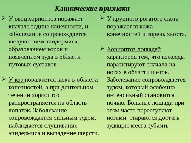 Клинические признаки У овец хориоптоз поражает вначале задние конечности, и заболевание сопровождается шелушением эпидермиса, образованием корок и появлением зуда в области путовых суставов. У крупного рогатого скота поражается кожа конечностей и корень хвоста.     У коз поражается кожа в области конечностей, а при длительном течении хориоптоз распространяется на область лопаток. Заболевание сопровождается сильным зудом, наблюдается слущивание эпидермиса и выпадение шерсти. Хориоптоз лошадей характерен тем, что кожееды паразитируют сначала на ногах в области щеток. Заболевание сопровождается зудом, который особенно интенсивный становится ночью. Больные лошади при этом часто переступают ногами, стараются достать зудящие места зубами. 