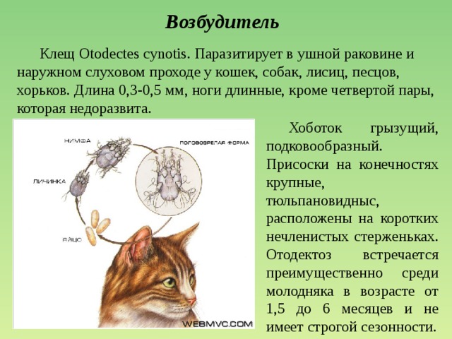 Возбудитель  Клещ Otodectes cynotis. Паразитирует в ушной раковине и наружном слуховом проходе у кошек, собак, лисиц, песцов, хорьков. Длина 0,3-0,5 мм, ноги длинные, кроме четвертой пары, которая недоразвита.  Хоботок грызущий, подковообразный.  Присоски на конечностях крупные, тюльпановидныс, расположены на коротких нечленистых стерженьках. Отодектоз встречается преимущественно среди молодняка в возрасте от 1,5 до 6 месяцев и не имеет строгой сезонности. 