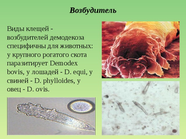 Возбудитель крупного рогатого скота. Демодекоз возбудитель.