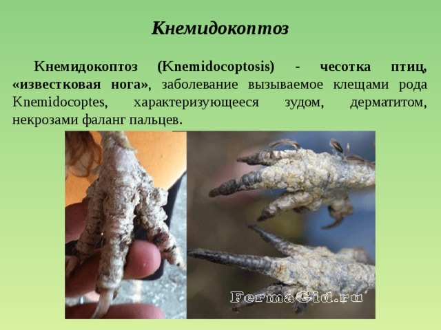 Кнемидокоптоз  Кнемидокоптоз (Knemidocoptosis) - чесотка птиц, «известковая нога» , заболевание вызываемое клещами рода Knemidocoptes, характеризующееся зудом, дерматитом, некрозами фаланг пальцев. 