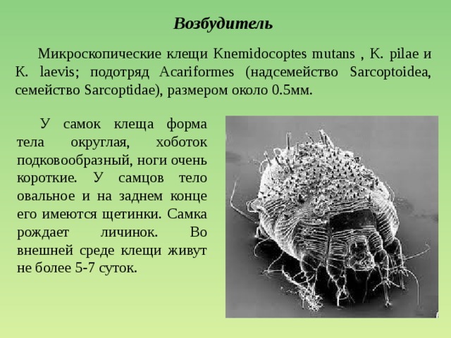 Возбудитель  Микроскопические клещи Knemidocoptes mutans , K. pilae и К. laevis; подотряд Acariformes (надсемейство Sarcoptoidea, cемейство Sarcoptidae), размером около 0.5мм.  У самок клеща форма тела округлая, хоботок подковообразный, ноги очень короткие. У самцов тело овальное и на заднем конце его имеются щетинки. Самка рождает личинок. Во внешней среде клещи живут не более 5-7 суток. 