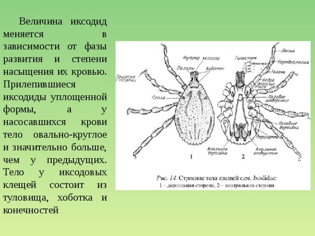 Иксодовый клещ схема