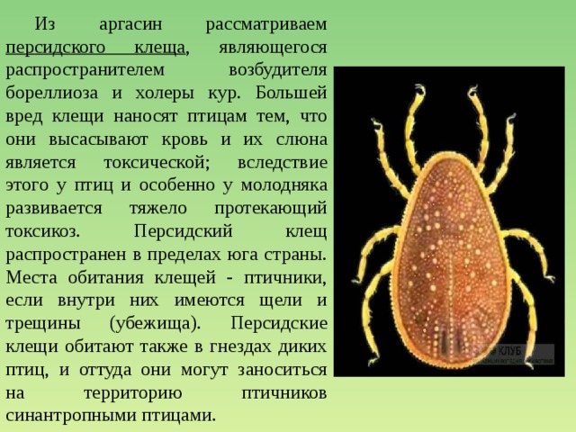  Из аргасин рассматриваем персидского клеща , являющегося распространителем возбудителя бореллиоза и холеры кур. Большей вред клещи наносят птицам тем, что они высасывают кровь и их слюна является токсической; вследствие этого у птиц и особенно у молодняка развивается тяжело протекающий токсикоз. Персидский клещ распространен в пределах юга страны. Места обитания клещей - птичники, если внутри них имеются щели и трещины (убежища). Персидские клещи обитают также в гнездах диких птиц, и оттуда они могут заноситься на территорию птичников синантропными птицами. 