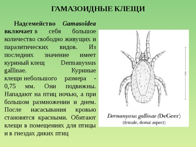 ГАМАЗОИДНЫЕ КЛЕЩИ  Надсемейство Gamasoidea включает  в себя большое количество свободно живущих и паразитических видов. Из последних значение имеет куриный клещ Dermanyssus gallinae. Куриные клещи небольшого размера - 0,75 мм. Они подвижны. Нападают на птиц ночью, а при большом размножении и днем. После насасывания кровью становятся красными. Обитают клещи в помещениях для птицы и в гнездах диких птиц 