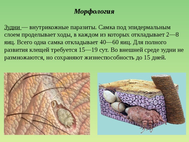 Морфология Зудни — внутрикожные паразиты. Самка под эпидермальным слоем проделывает ходы, в каждом из которых откладывает 2—8 яиц. Всего одна самка откладывает 40—60 яиц. Для полного развития клещей требуется 15—19 сут. Во внешней среде зудни не размножаются, но сохраняют жизнеспособность до 15 дней. 