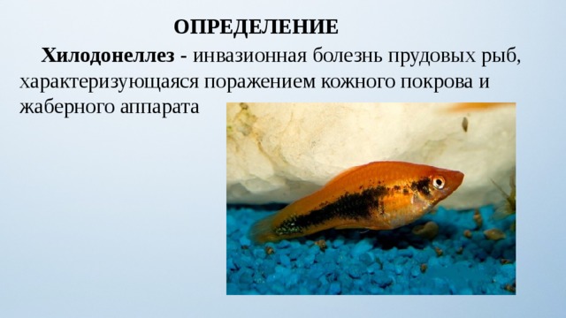 ОПРЕДЕЛЕНИЕ  Хилодонеллез  - инвазионная болезнь прудовых рыб, характеризующаяся поражением кожного покрова и жаберного аппарата 