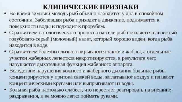 КЛИНИЧЕСКИЕ ПРИЗНАКИ Во время зимовки молодь рыб обычно находится у дна в спокойном состоянии. Заболевшая рыба приходит в движение, поднимается к поверхности воды и подходит к прорубям. С развитием патологического процесса на теле рыб появляется слизистый голубовато-серый (молочный) налет, который хорошо виден, когда рыба находится в воде. С развитием болезни слизью покрываются также и жабры, а отдельные участки жаберных лепестков некротизируются, в результате чего нарушается дыхательная функция жаберного аппарата. Вследствие нарушения кожного и жаберного дыхания больные рыбы концентрируются у притока свежей воды, заглатывают воздух и плавают концентрическими кругами или выпрыгивают из воды. Больная рыба настолько слабеет, что перестает реагировать на внешние раздражения, и ее можно легко поймать руками. 