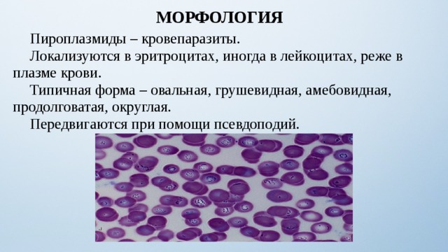 МОРФОЛОГИЯ  Пироплазмиды – кровепаразиты.  Локализуются в эритроцитах, иногда в лейкоцитах, реже в плазме крови.  Типичная форма – овальная, грушевидная, амебовидная, продолговатая, округлая.  Передвигаются при помощи псевдоподий. 