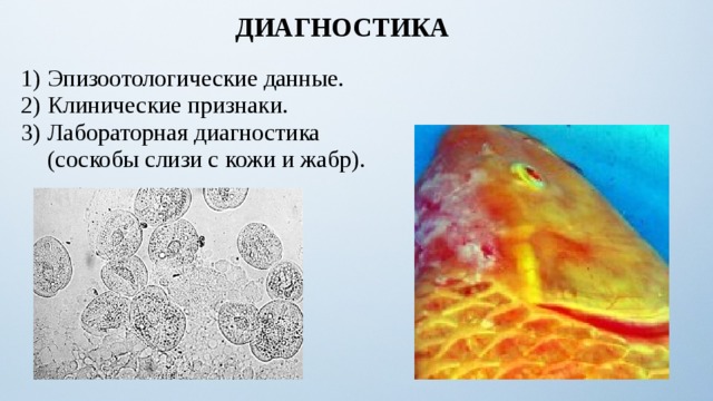 ДИАГНОСТИКА Эпизоотологические данные. Клинические признаки. Лабораторная диагностика (соскобы слизи с кожи и жабр). 