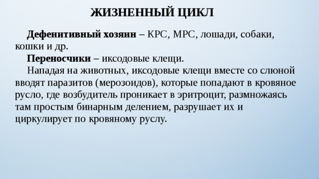 ЖИЗНЕННЫЙ ЦИКЛ  Дефенитивный хозяин – КРС, МРС, лошади, собаки, кошки и др.  Переносчики – иксодовые клещи.  Нападая на животных, иксодовые клещи вместе со слюной вводят паразитов (мерозоидов), которые попадают в кровяное русло, где возбудитель проникает в эритроцит, размножаясь там простым бинарным делением, разрушает их и циркулирует по кровяному руслу. 