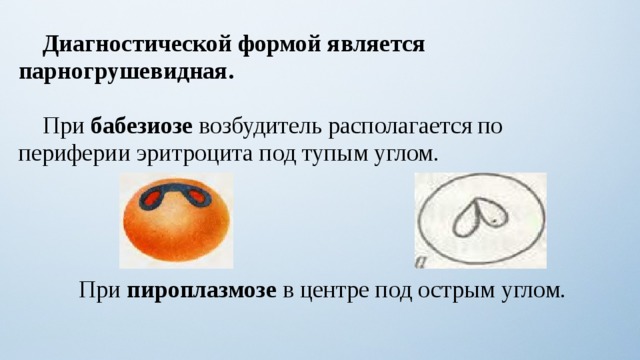  Диагностической формой является парногрушевидная.   При бабезиозе возбудитель располагается по периферии эритроцита под тупым углом.  При пироплазмозе в центре под острым углом. 