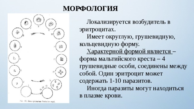 МОРФОЛОГИЯ   Локализируется возбудитель в эритроцитах.  Имеет округлую, грушевидную, кольцевидную форму.  Характерной формой является – форма мальтийского креста – 4 грушевидные особи, соединены между собой. Один эритроцит может содержать 1-10 паразитов.  Иногда паразиты могут находиться в плазме крови. 