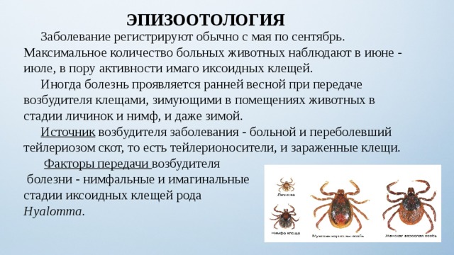 ЭПИЗООТОЛОГИЯ  Заболевание регистрируют обычно с мая по сентябрь. Максимальное количество больных животных наблюдают в июне - июле, в пору активности имаго иксоидных клещей.  Иногда болезнь проявляется ранней весной при передаче возбудителя клещами, зимующими в помещениях животных в стадии личинок и нимф, и даже зимой.  Источник возбудителя заболевания - больной и переболевший тейлериозом скот, то есть тейлерионосители, и зараженные клещи.   Факторы передачи возбудителя  болезни - нимфальные и имагинальные стадии иксоидных клещей рода Hyalomma . 