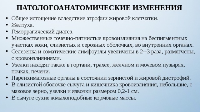 ПАТОЛОГОАНАТОМИЧЕСКИЕ ИЗМЕНЕНИЯ Общее истощение вследствие атрофии жировой клетчатки. Желтуха. Геморрагический диатез. Множественные точечно-пятнистые кровоизлияния на беспигментных участках кожи, слизистых и серозных оболочках, во внутренних органах. Селезенка и соматические лимфоузлы увеличены в 2--3 раза, размягчены, с кровоизлияниями. Узелки находят также в гортани, трахее, желчном и мочевом пузырях, почках, печени. Паренхиматозные органы в состоянии зернистой и жировой дистрофий. В слизистой оболочке сычуга и кишечника кровоизлияния, небольшие, с маковое зерно, узелки и язвочки размером 0,2-1 см. В сычуге сухие жмыхоподобные кормовые массы. 