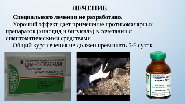 ЛЕЧЕНИЕ  Специального лечения не разработано.  Хороший эффект дает применение противомалярных препаратов (хиноцид и бигумаль) в сочетании с симптоматическими средствами  Общий курс лечения не должен превышать 5-6 суток. 