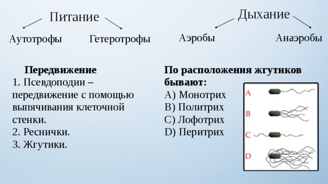 Аэробы. Анаэробы питание. Дыхание жгутиковых. Аутотрофы микробиология. Жгутиковые аэробы.