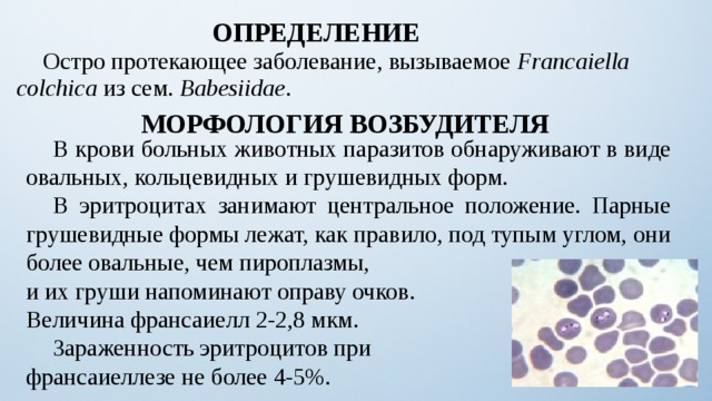 ОПРЕДЕЛЕНИЕ  Остро протекающее заболевание, вызываемое Francaiella  colchica из сем. Babesiidae . МОРФОЛОГИЯ ВОЗБУДИТЕЛЯ  В крови больных животных паразитов обнаруживают в виде овальных, кольцевидных и грушевидных форм.  В эритроцитах занимают центральное положение. Парные грушевидные формы лежат, как правило, под тупым углом, они более овальные, чем пироплазмы, и их груши напоминают оправу очков.  Величина франсаиелл 2-2,8 мкм.  Зараженность эритроцитов при франсаиеллезе не более 4-5%. 